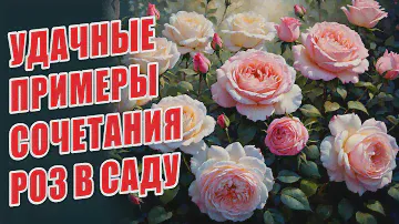 УДАЧНЫЕ ПРИМЕРЫ СОЧЕТАНИЯ РОЗ В САДУ.  ОБЗОР СОРТОВ РОЗ. ЗАКУПКИ САЖЕНЦЕВ НА ОСЕНЬ. РОЗЫ В САДУ.