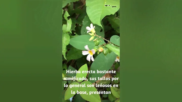 Oxalis баррельери или лавандовый щавель, тропическое растение с розовыми цветками #растения